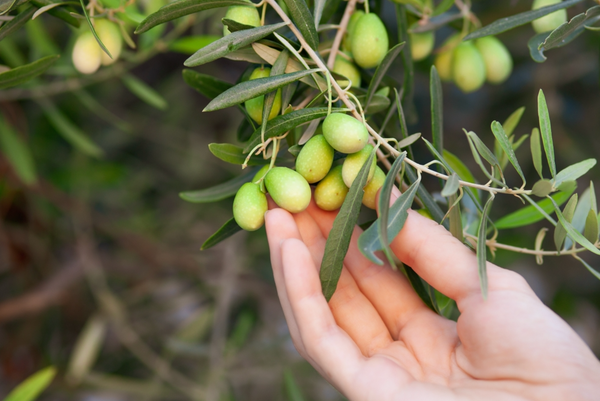 choosing olive oil