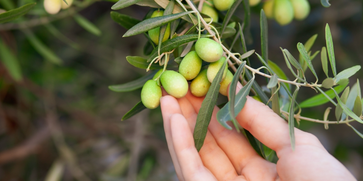 choosing olive oil
